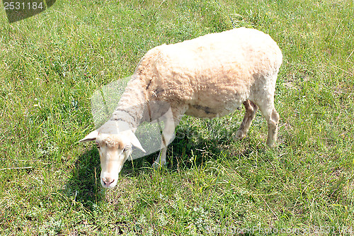 Image of Sheep grazing on a grass