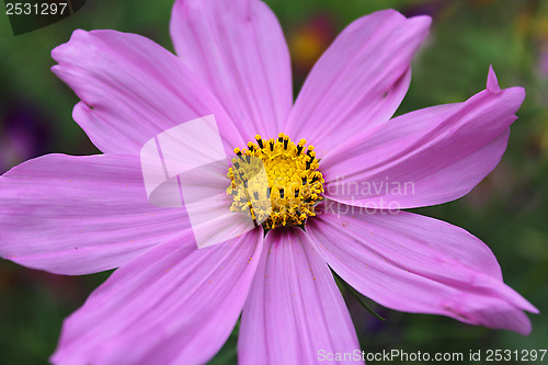 Image of beautiful flower of red Dahlia