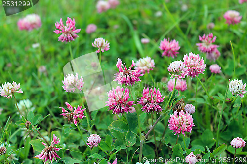 Image of Pink flowers of clover