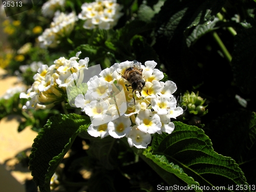 Image of Bee on flower