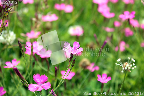 Image of flower of red wild carnation