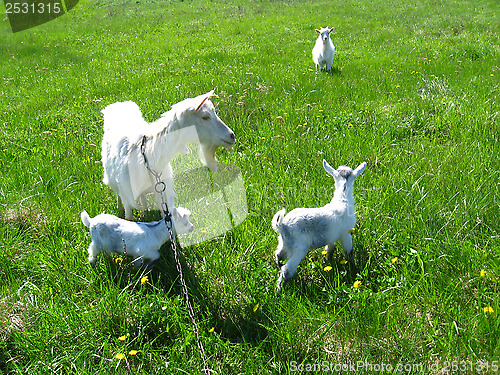 Image of Goat and kids on a pasture