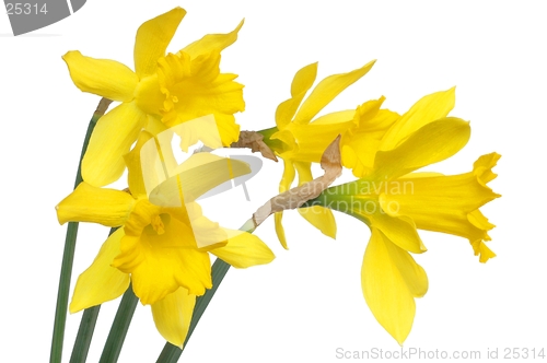 Image of Isolated daffodils