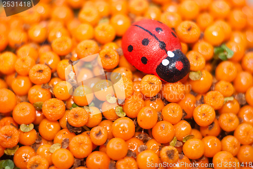 Image of ladybug