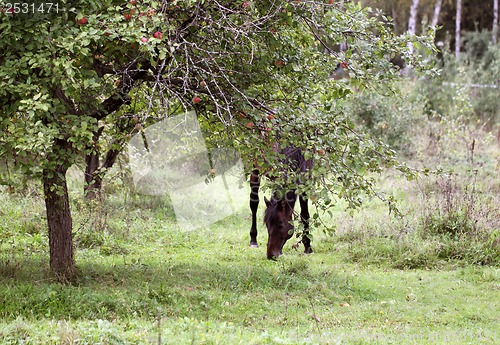 Image of Black horse walks in apple