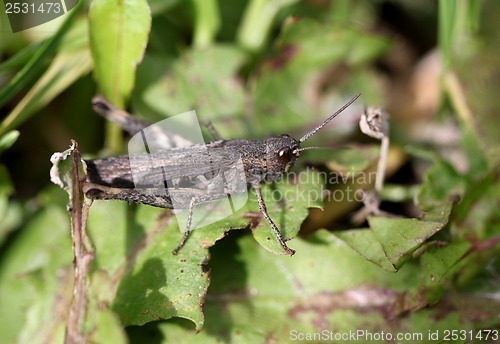 Image of Brown grasshopper in the grass