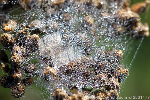 Image of Spider web with water drops