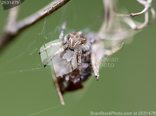 Image of Small spider krestovik