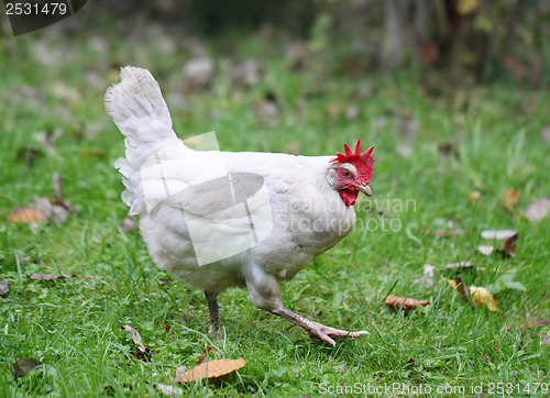 Image of White chicken walking on green field