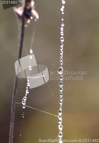 Image of Spider web with water drops