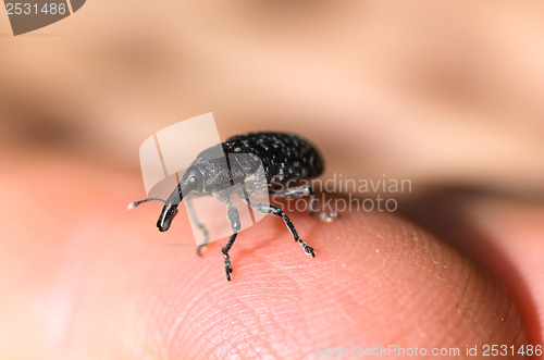 Image of Small elephant beetle