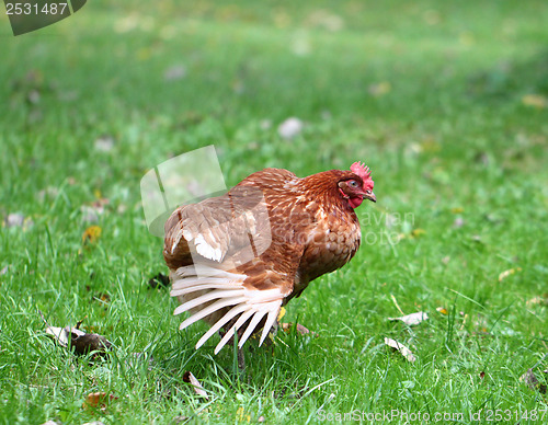 Image of color walking on green field