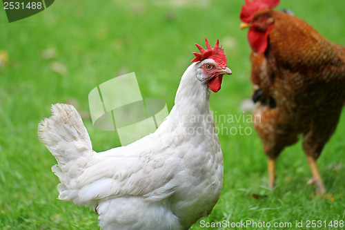 Image of White chicken walking on green field