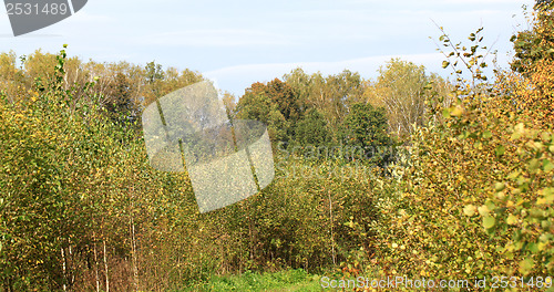 Image of Autumn forest