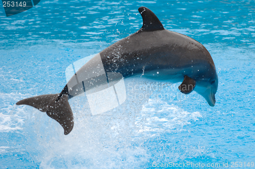 Image of Jumping dolphin