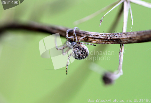 Image of Small spider krestovik