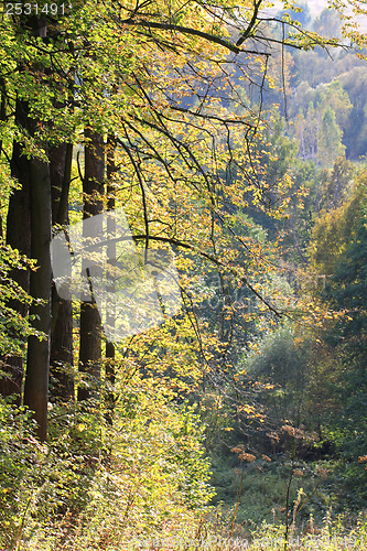 Image of Autumn forest