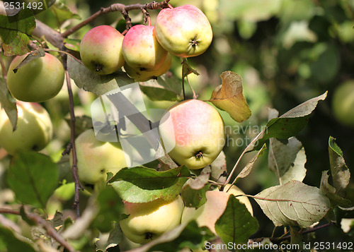 Image of Apples weigh on the tree