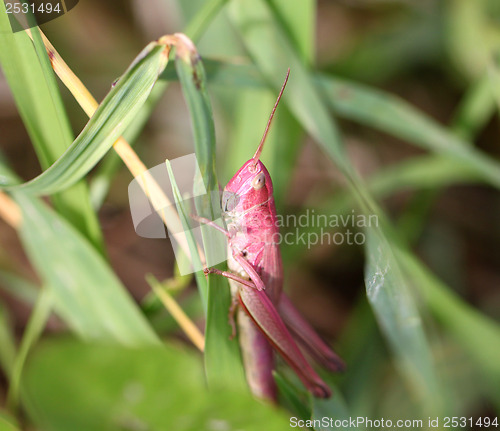 Image of Pink grasshopper in the grass