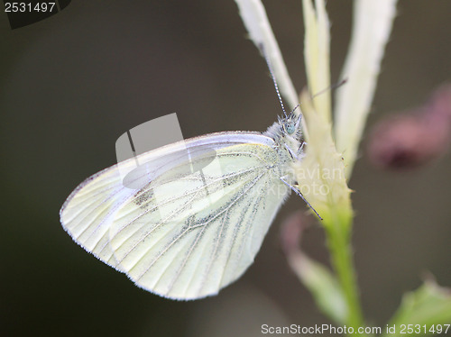 Image of White butterfly on a branch