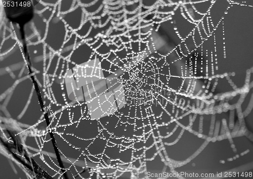 Image of Spider web with water drops