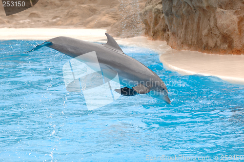 Image of Flying dolphin