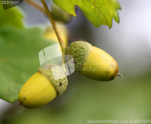 Image of Green acorns on the oak branches