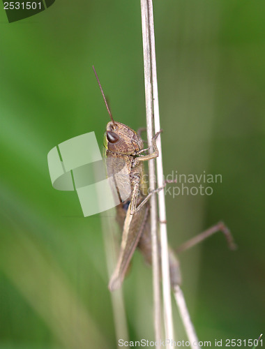 Image of Brown grasshopper in the grass