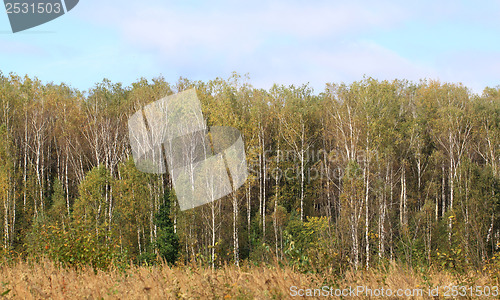 Image of Autumn forest_stock