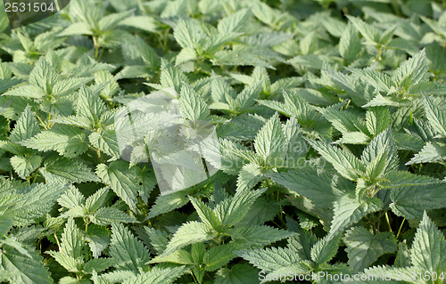 Image of Texture of stinging nettle