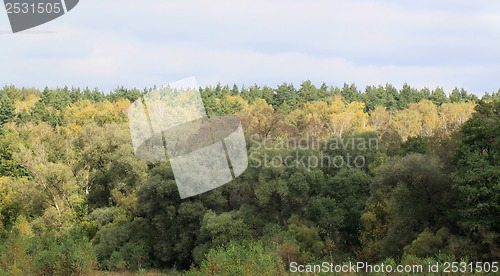 Image of Autumn forest