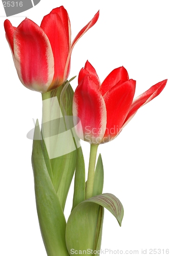 Image of Isolated red tulips