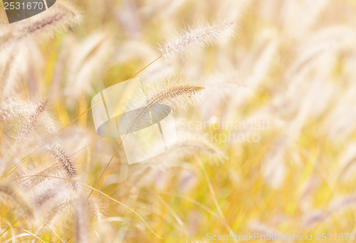 Image of Autumn reed under sunlight