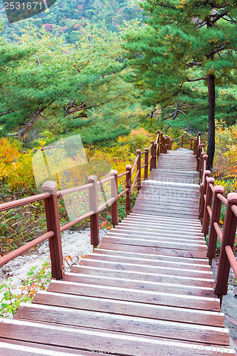 Image of Wooden steps in forest