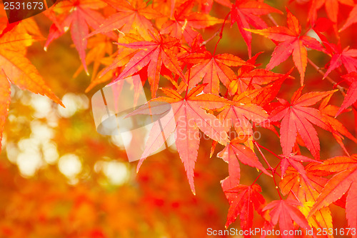 Image of Red maple tree