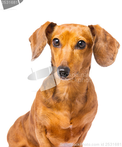 Image of Dachshund dog