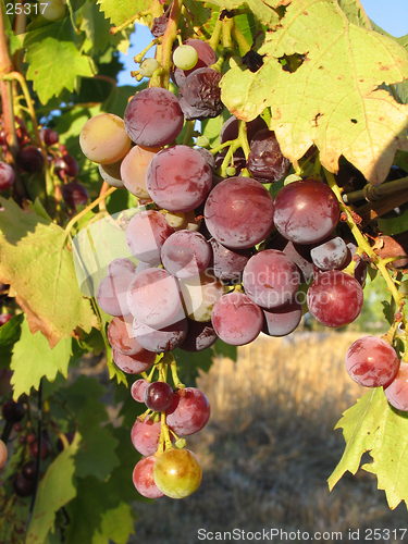 Image of Grapes