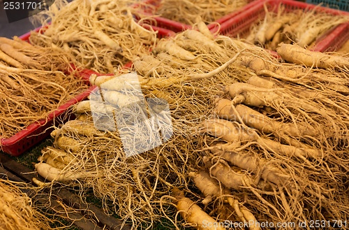 Image of Fresh ginseng