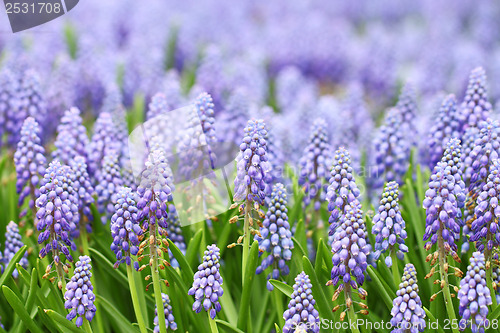 Image of Purple muscari botryoides