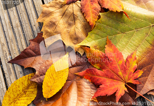 Image of Maple leave in autumn season