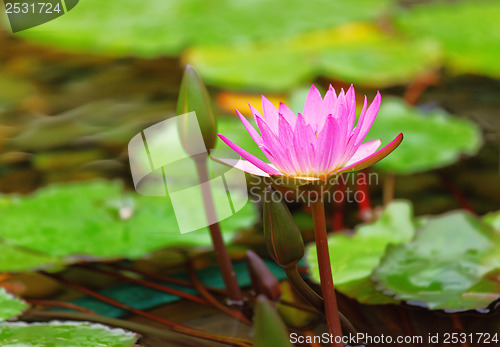 Image of Waterlily in the pond