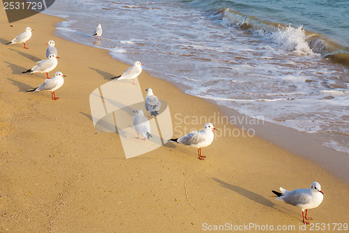 Image of Seagull on the beach