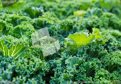 Image of Fresh lettuce texture