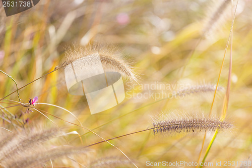 Image of Wildness grass