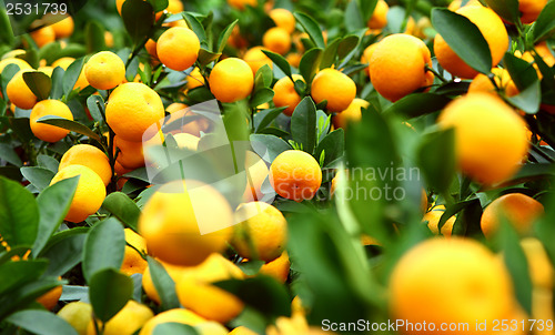 Image of Mandarin for Chinese New Year