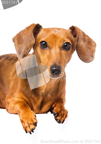 Image of Dachshund dog