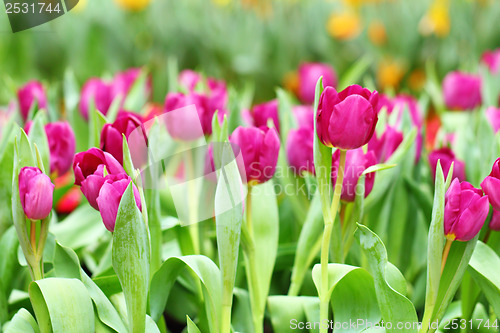 Image of Purple tulips flower field