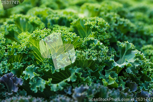 Image of Fresh lettuce