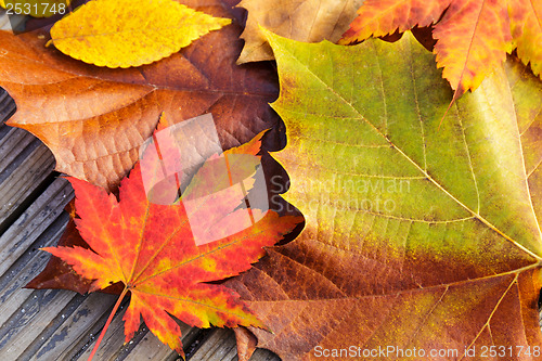 Image of Autumn maple leave