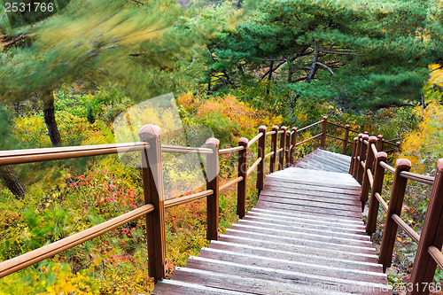 Image of Wooden hiking path in forest